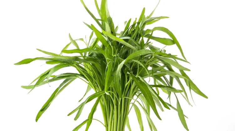 Benarkah Makan Kangkung Membuat Mengantuk? Simak Faktanya