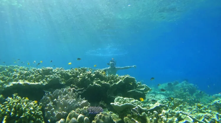 Pantai Omamoi Bacan Suguhkan Surga Laut dan Ketentraman Alami