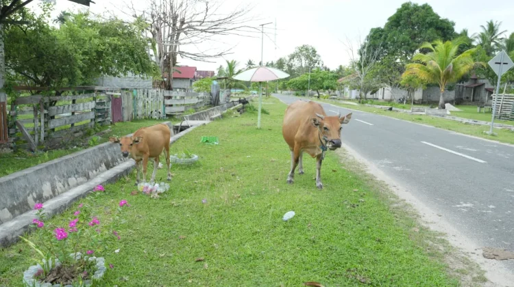 Pemkab Haltim Akan Tertibkan Ternak Lepas di Zona Maba