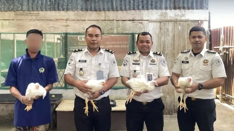 Dukung Ketahanan Pangan, Lapas Ternate Gelar Panen Ayam Pedaging