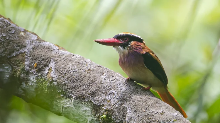 Indonesia Tercatat miliki 583 Spesies Burung Endemis