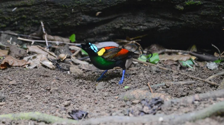 159 Spesies Burung di Indonesia Terancam Punah