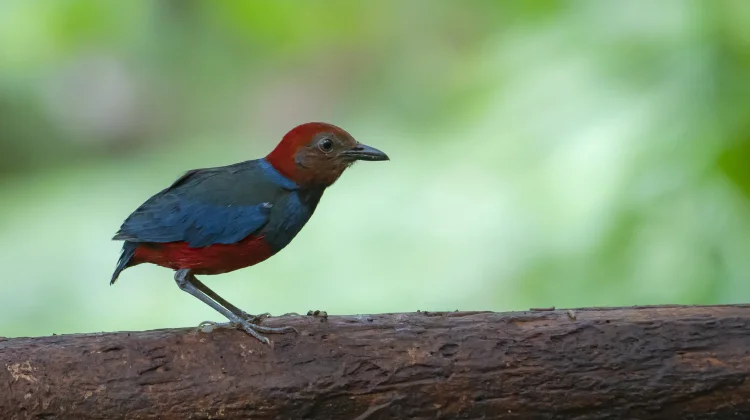 Sulawesi, Habitat bagi Spesies Burung Endemis Tertinggi di Indonesia