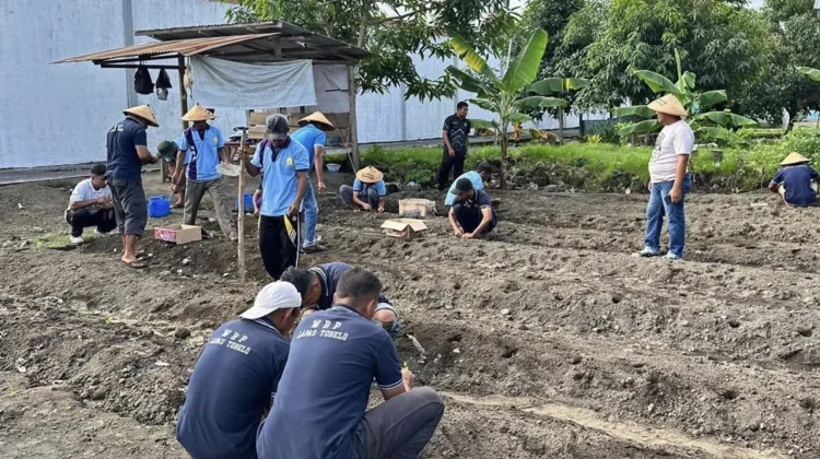 Lapas Tobelo Lakukan Perawatan Bibit Jagung Kepada Warga Binaan