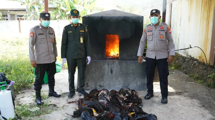 Tindak Tegas, 20 Ekor Unggas Ilegal Dimusnahkan