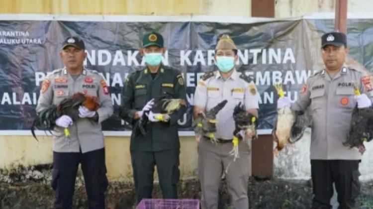 Balai Karantina Hewan, Ikan dan Tumbuhan Maluku Utara Musnahkan 20 Ekor Unggas