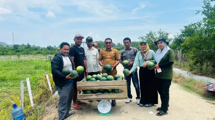 Panen Perdana Semangka Wairoro Tembus 10 Ton