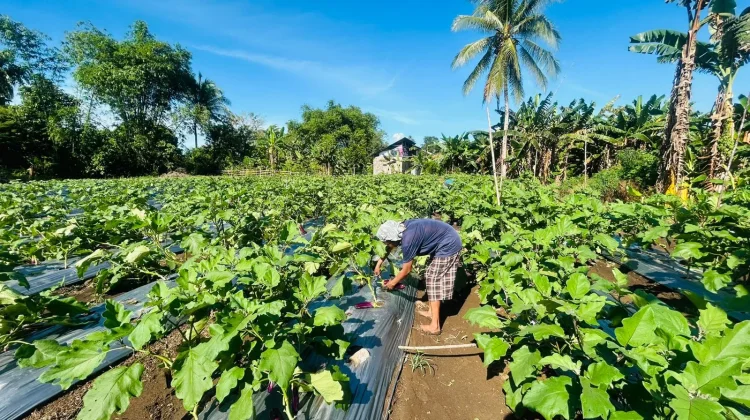 Panen Terong Demplot Sosowomo, Program TEKAD Bantu Petani