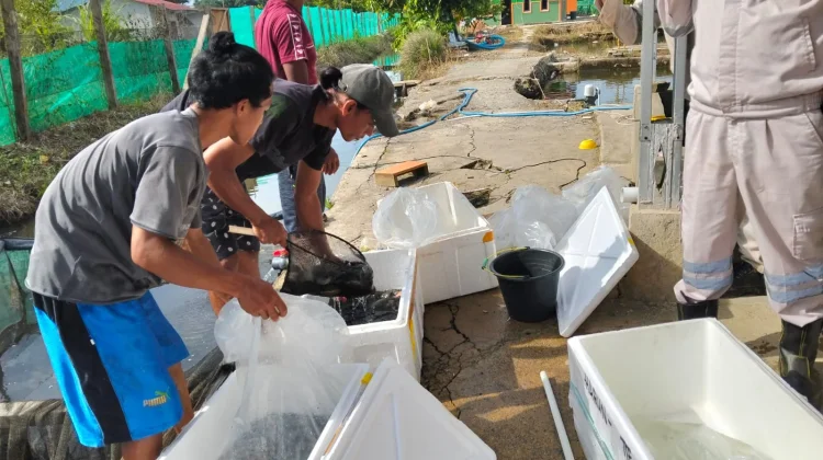 Panen Perdana Ikan Tawar Desa Kulo Jaya Capai 500 Kg