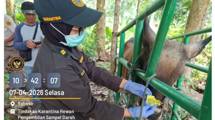 Karantina Maluku Utara Perketat Pemeriksaan Sapi jelang Iduladha