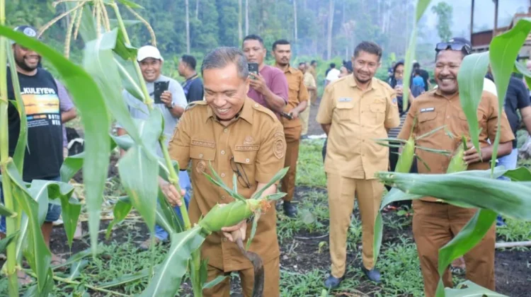 Bupati Halteng Panen Jagung Bersama Petani Dorong Produktivitas