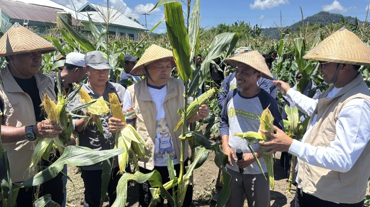 Program SMK Menanam Dikbud Maluku Utara Mulai Membuahkan Hasil