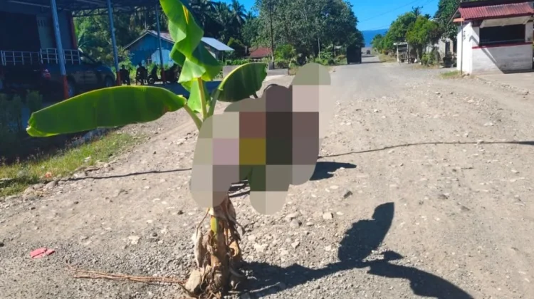 Warga Tutuling Jaya Tanam Pisang di Jalan Rusak, Sindir Pemda