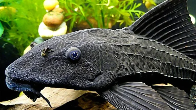 Mengenal Ikan Sapu-sapu yang Dianggap Berbahaya
