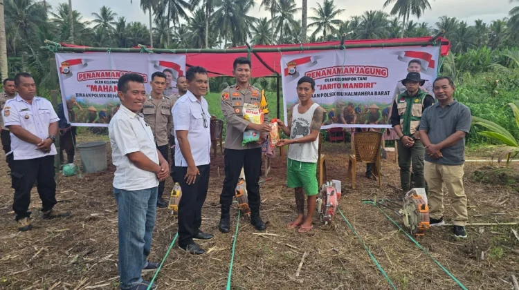 Swasembada Pangan, Polsek Ibu Tanam 3 Jagung Seluas 3 Hektare