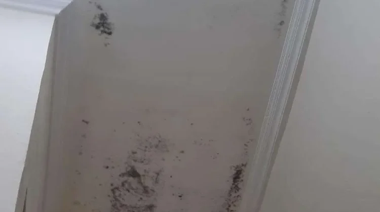 Mengenal Black Mold dan Bahayanya Bagi Kesehatan