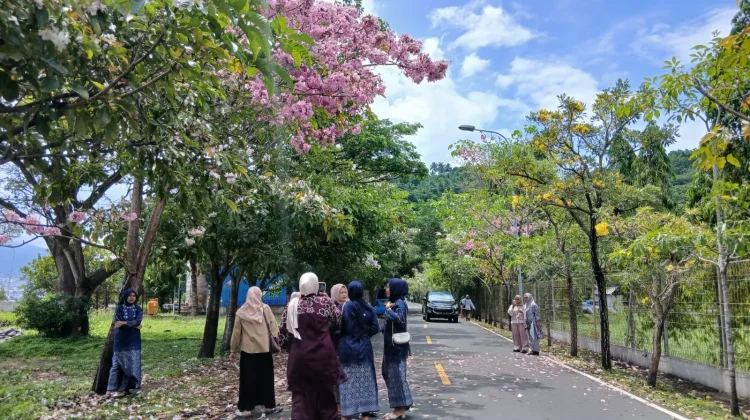 Tabebuya Mekar, PLTU Tidore jadi Spot Swafoto Baru