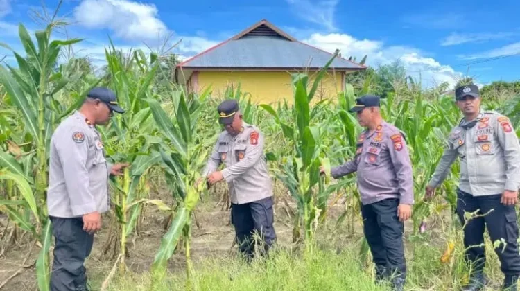 Polres Sula Panen Raya Jagung Dukung Swasembada Pangan