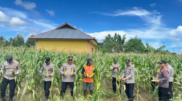 Polres Kepulauan Sula Gelar Panen Raya Jagung Serentak