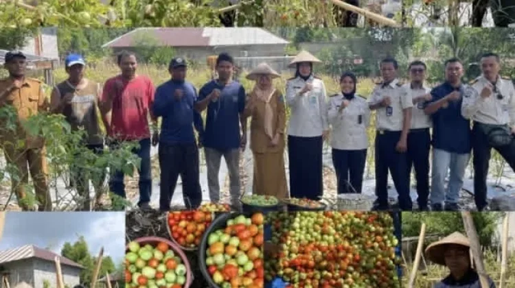 Bapas Ternate Gelar Panen Tomat Bersama Masyarakat Tubo