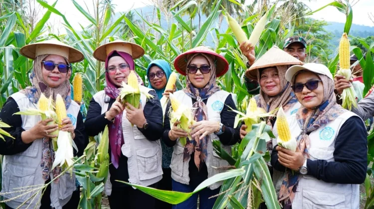Penanaman dan Panen Jagung di Payahe Jadi Contoh Penguatan Ketahanan Pangan