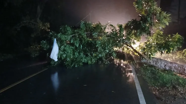 Pohon Tumbang di Sanana Utara, Akses Jalan Utama Terhenti Sementara