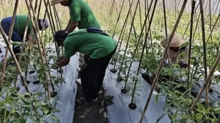 Program pertanian Lapas Tobelo dukung ketahanan pangan masyarakat sekitar