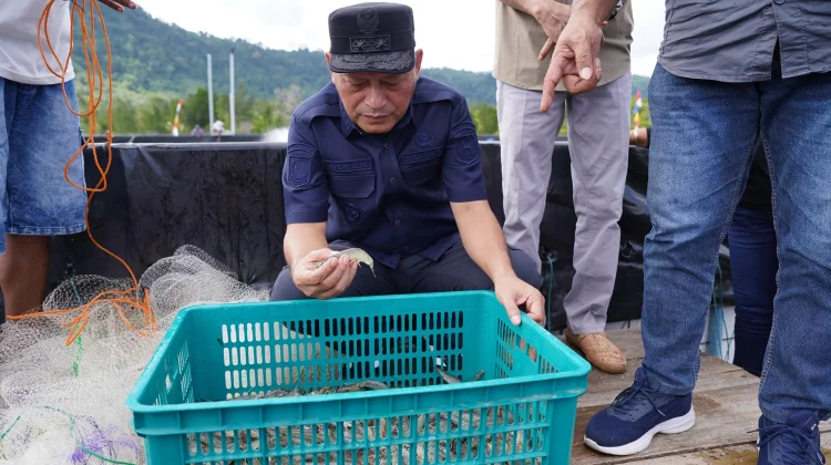 Panen Perdana Udang Vaname di Tuada-Halbar Capai 1,5 Ton