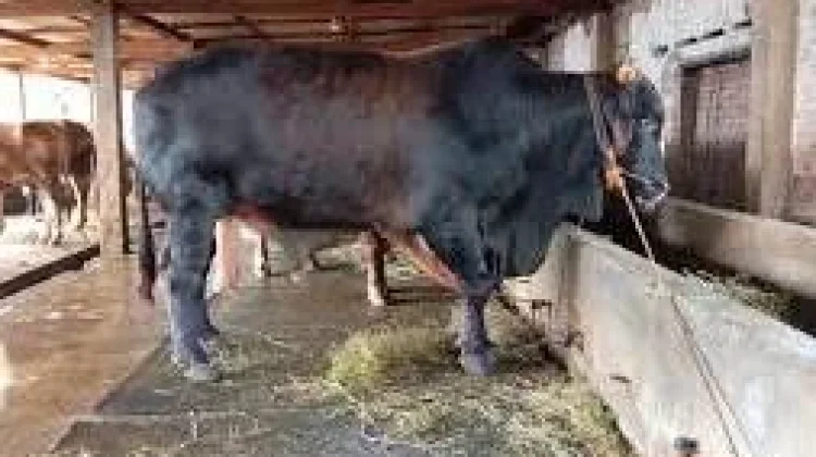 Presiden Berikan Sapi Kurban di Warga Kepulauan Sula