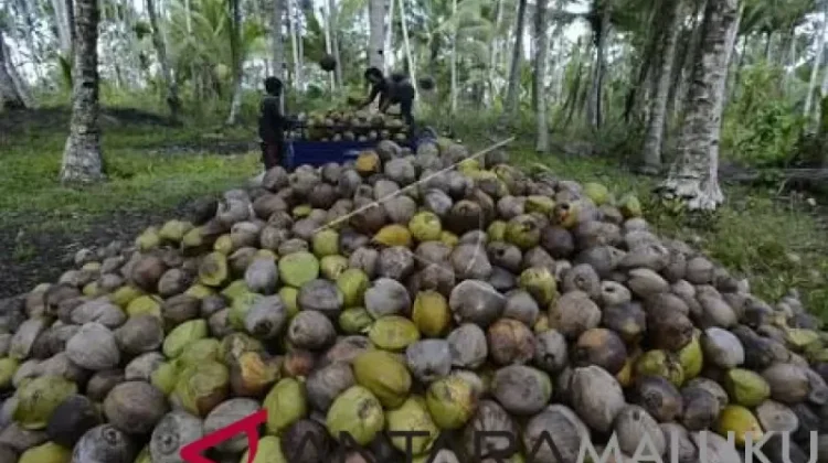 NTP Malut Turun 1,86 Persen, BPS Sebut Dipengaruhi Tiga Subsektor