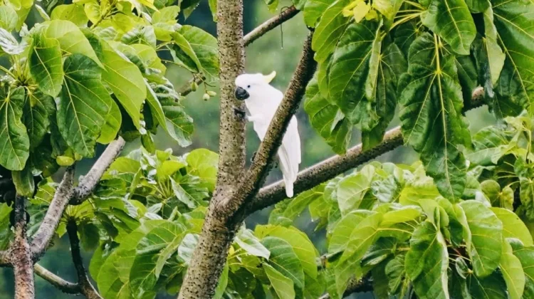 Perburuan Liar Ancam Satwa di Kawasan Danau Laguna Ternate