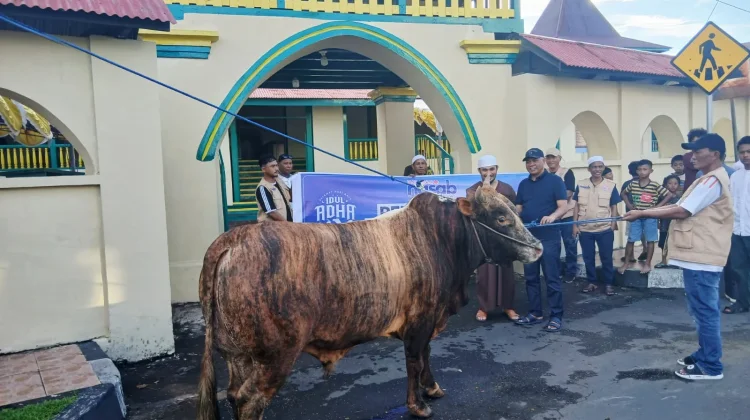 Yayasan Nasab Serahkan Sapi Kurban Limousin ke Masjid Sultan Ternate