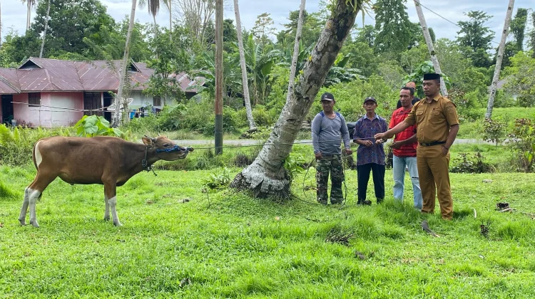 Pemda Sula Salurkan Hewan Kurban ke Desa-desa Sebanyak 48 Ekor