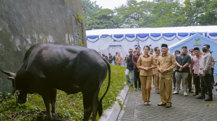 Gubernur Sherly Siapkan 150 Sapi Kurban di 2027