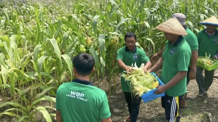 Lapas Tobelo Panen Jagung Dukung Ketahanan Pangan Nasional