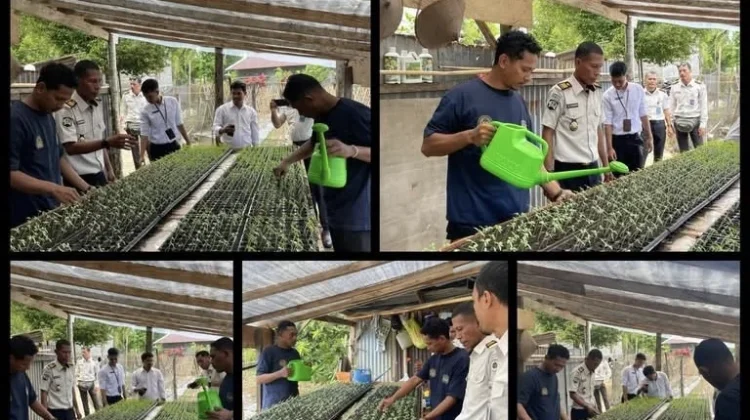 Bapas Ternate Dampingi Klien Budidaya Tomat Dukung Ketahanan