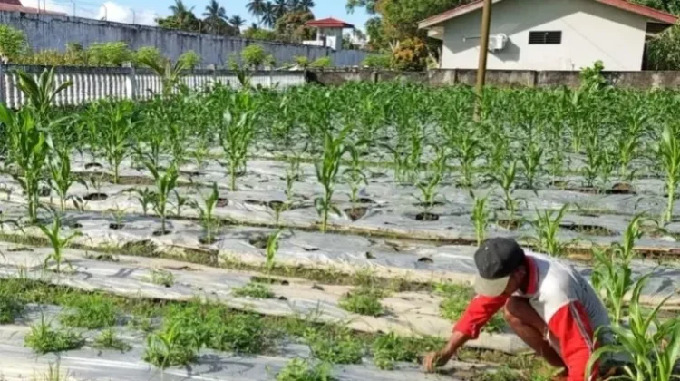 Lapas Sanana Perkuat Pembinaan Warga Binaan lewat Program Pertanian Produktif