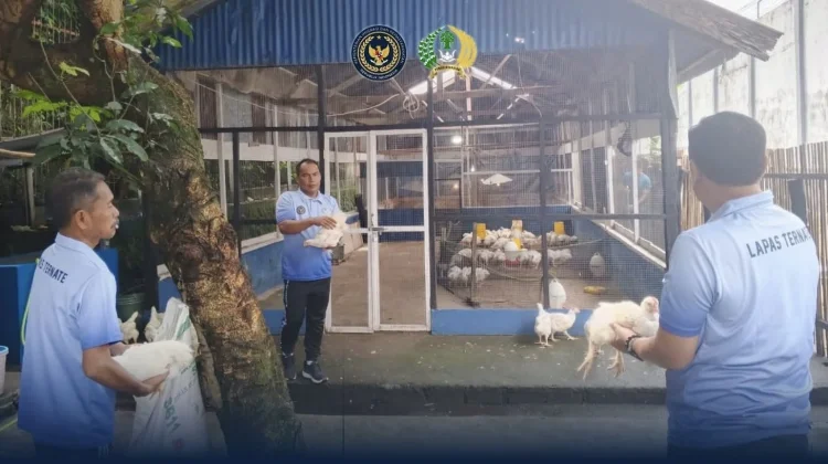Lapas Ternate Sukses Panen Ayam Pedaging Dukung Ketahanan Pangan