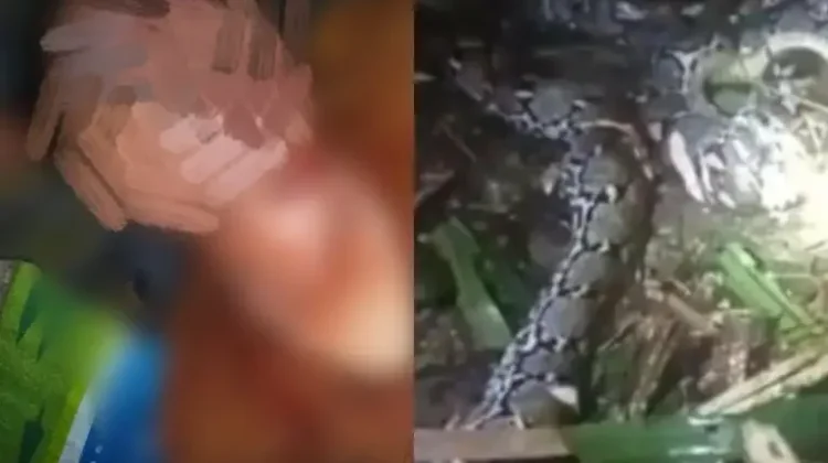 Seorang IRT Ditemukan Meninggal Dunia di Hutan, Diduga Diterkam Ular