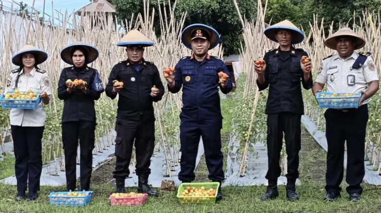 Lapas Tobelo Sukses Panen Perdana Tomat Merah Warga