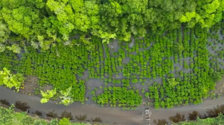 Tiga Tahun Program Mangrove NHM di Kao Tunjukkan Hasil Nyata