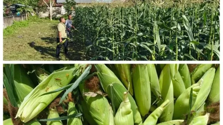Di Balik Tembok Lapas, Ratusan Kilogram Jagung Manis Berhasil di Panen