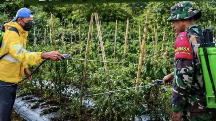 Babinsa Jailolo Bantu Petani Cabe Bersihkan Lahan Kebun Cabe