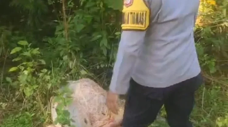 Dua Sapi Warga Subaim Diduga Dicuri dan Disembelih, Polisi Selidiki