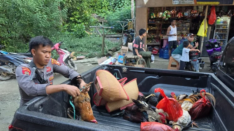 Pelaku Sabung Ayam di Weda Tengah Diburu Polisi