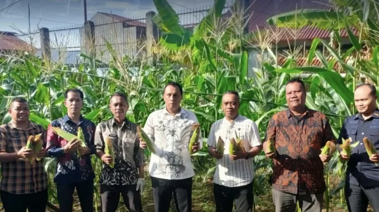 Lapas Ternate Panen Jagung Dukung Ketahanan Pangan Nasional