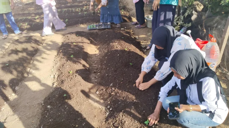 Penanaman Cabai TP PKK Kota Ternate Sebagai Upaya Menjaga Ketahanan Pangan
