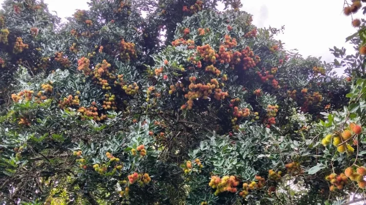 Manisnya Panen Rambutan Jailolo, Menghidupi Petani hingga Puluhan Juta Rupiah
