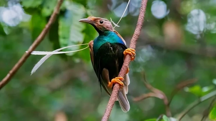 Burung Bidadari Halmahera Resmi Tercatat Sebagai Sumber Daya Genetik
