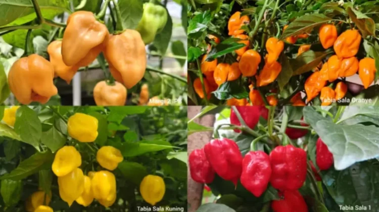 IPB Kembangkan Empat Varietas Cabai Habanero Lokal Pertama Indonesia